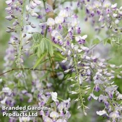 Wisteria Trio -Perfect Greenery WIST PROLIFIC S21756