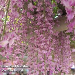 Wisteria Trio -Perfect Greenery WIST ROSEA L034071