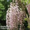 Wisteria Sinensis 'Rosea' -Perfect Greenery WIST ROSEA L43255