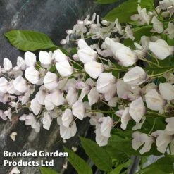 Wisteria Sinensis 'Rosea' -Perfect Greenery WIST ROSEA S13548