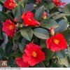 Camellia '1001 Summer Nights' Jasmine -Perfect Greenery WKB6245 CAM 1