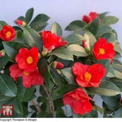 Camellia '1001 Summer Nights' Jasmine -Perfect Greenery WKB6245 CAM 2