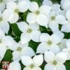 Cornus 'Milky Way' -Perfect Greenery WKB9229 CORN 1