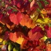 Cercis 'Eternal Flame' -Perfect Greenery WKB9867 CERC 1