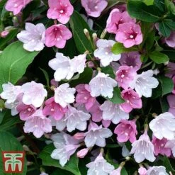 Weigela 'Towers Of Flowers'® Duo -Perfect Greenery Weig app