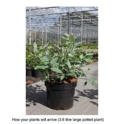 Zenobia Pulverulenta 'Blue Sky' -Perfect Greenery ZENO T68227 B h