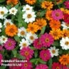 Zinnia 'Profusion Mixed' -Perfect Greenery ZINN PROFUSION S51312