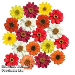 Zinnia 'Profusion Mixed' -Perfect Greenery ZINN PROFUSION S51314