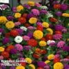 Zinnia 'Zesty' -Perfect Greenery ZINN ZESTYMIXD S26787