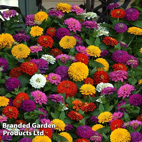 Zinnia 'Zesty' 3 Zinnia 'Zesty'