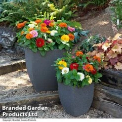 Zinnia 'Zesty' 14 Zinnia 'Zesty' -Perfect Greenery ZINN ZESTYMIX T41447