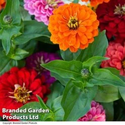 Zinnia 'Zesty' 15 Zinnia 'Zesty' -Perfect Greenery ZINN ZESTYMIX T41449