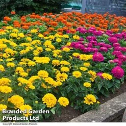 Zinnia 'Zesty' 16 Zinnia 'Zesty' -Perfect Greenery ZINN ZESTYMIX T41817
