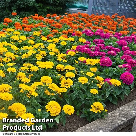 Zinnia 'Zesty' 8 Zinnia 'Zesty' - Image 6