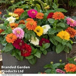 Zinnia 'Zesty' 17 Zinnia 'Zesty' -Perfect Greenery ZINN ZESTYMIX T44406