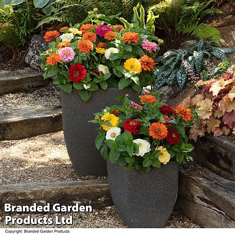 Zinnia 'Zesty' 4 Zinnia 'Zesty' - Image 2