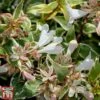 Abelia X Grandiflora 'Sparkling Silver' -Perfect Greenery abel spar1