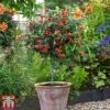 Abutilon Megapotamicum 'Red Trumpet' (Patio Standard) -Perfect Greenery abul