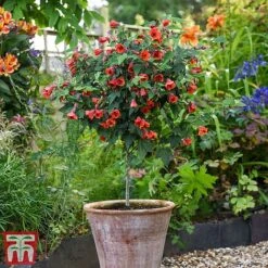 Abutilon Megapotamicum 'Red Trumpet' (Patio Standard)