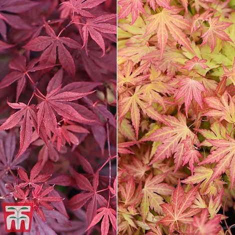 Acer Bold Duo 3 Acer Bold Duo