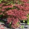 Acer Palmatum 'Inaba-shidare' -Perfect Greenery acer inu