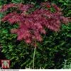 Acer Palmatum 'Garnet' 1 Acer Palmatum 'Garnet' -Perfect Greenery acer palm2