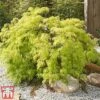 Acer Palmatum Var. Dissectum 'Viridis' -Perfect Greenery acer vir