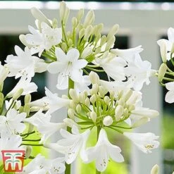 Agapanthus 'Ever White' -Perfect Greenery aga