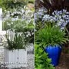 Agapanthus Duo -Perfect Greenery aga duo1