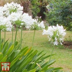 Agapanthus Africanus 'Albus' -Perfect Greenery aga white2