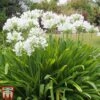 Agapanthus Africanus 'Albus' 1 Agapanthus Africanus 'Albus' -Perfect Greenery aga white3