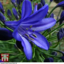 Agapanthus 'Northern Star'