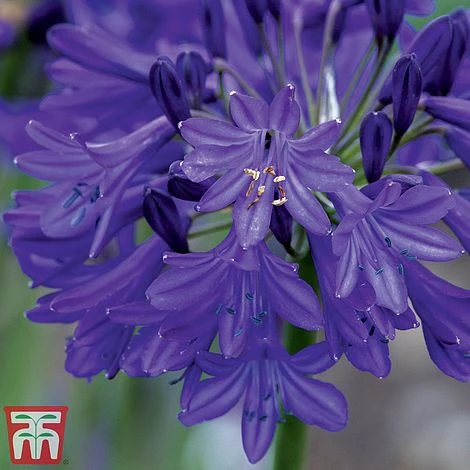 Agapanthus 'Northern Star' 4 Agapanthus 'Northern Star' - Image 2