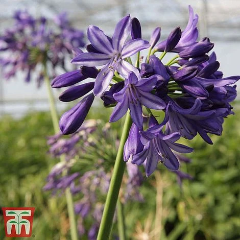 Agapanthus 'Northern Star' 5 Agapanthus 'Northern Star' - Image 3