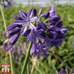 Agapanthus 'Northern Star' 9 Agapanthus 'Northern Star' -Perfect Greenery agap nort4