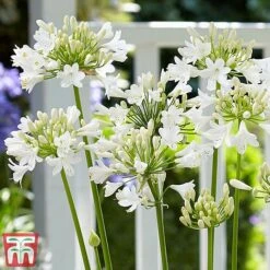 Agapanthus 'Ever White' -Perfect Greenery agap2