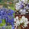 Agapanthus Everpanthus Collection -Perfect Greenery agap trio