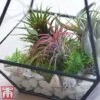 Air Plant Mixed Collection -Perfect Greenery airplant