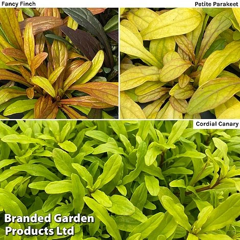 Ajuga Feathered Friends Trio 3 Ajuga Feathered Friends Trio - Image 2