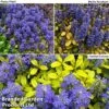 Ajuga Feathered Friends Trio -Perfect Greenery ajuga2