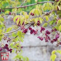 Akebia Quinata -Perfect Greenery ake