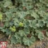 Alchemilla Erythropoda -Perfect Greenery alch ery