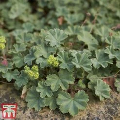 Alchemilla Erythropoda