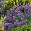 Allium 'Medusa' 1 Allium 'Medusa' -Perfect Greenery alli medu a