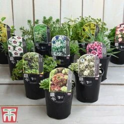 Nurserymans Choice Alpine Mix -Perfect Greenery alp