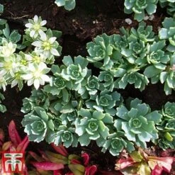 Nurserymans Choice Alpine Mix -Perfect Greenery alp10