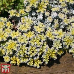 Nurserymans Choice Alpine Mix -Perfect Greenery alp2