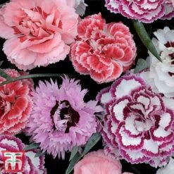 Nurserymans Choice Alpine Mix -Perfect Greenery alp3