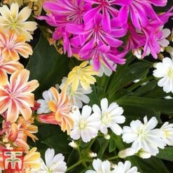 Nurserymans Choice Alpine Mix -Perfect Greenery alp6