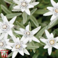 Nurserymans Choice Alpine Mix -Perfect Greenery alp7